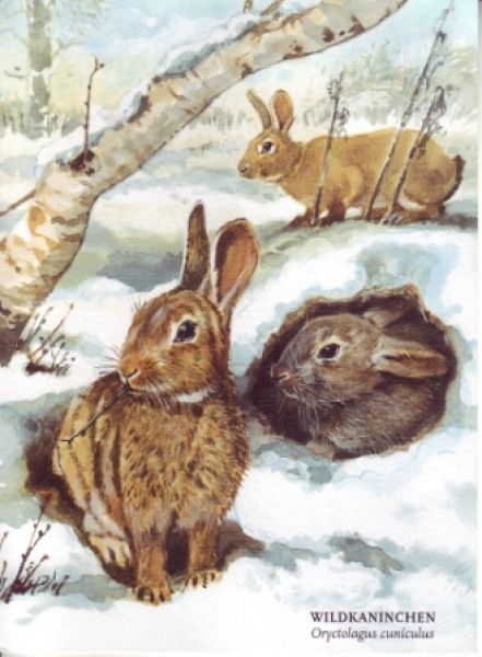 Wildkaninchen 19xx 95 013 D ● - Fauna